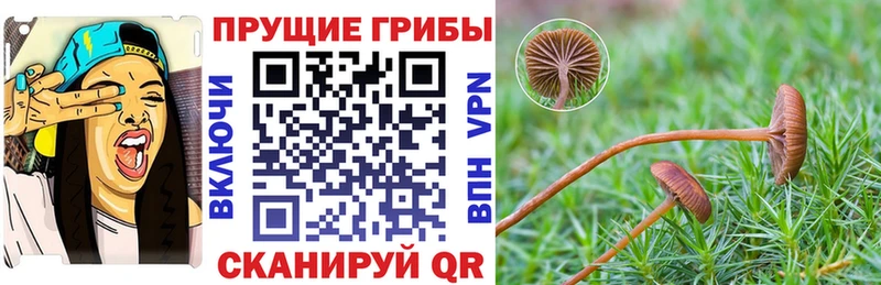 купить закладку  Гусь-Хрустальный  Псилоцибиновые грибы Cubensis 